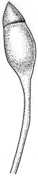 Camptochaete arbuscula var. arbuscula. Capsule. Drawn from J. Child 5528, CHR 428525.
 Image: R.C. Wagstaff © New Zealand Institute for Bioeconomy Science 2026 CC-BY 3.0 NZ
